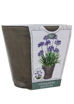 Agapanthus Planter